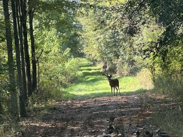 Mature whitetail buck standing on a green food plot lane cut through hardwood timber at Break Time Ranch, with a second buck behind him