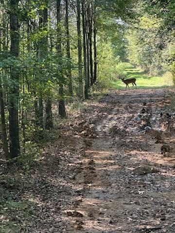 Whitetail buck at the far end of a timber road where it opens onto a food plot at Break Time Ranch