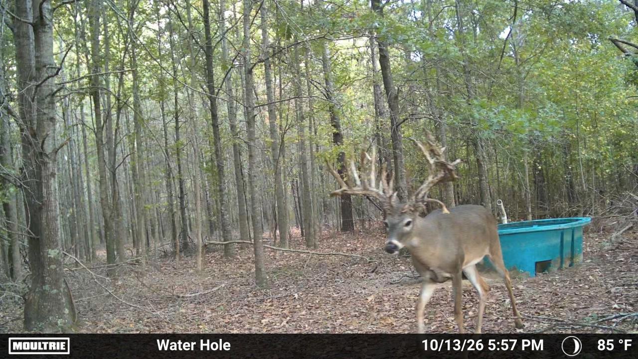 Heavy-racked mature whitetail buck walking past a water hole in the hardwoods at Break Time Ranch, captured on trail camera